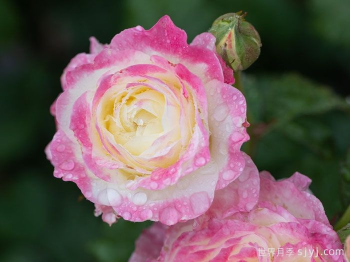 点唇月季(图1) 点唇月季(图1)