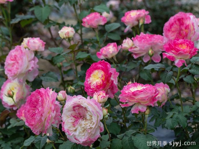 点唇月季(图3) 点唇月季(图3)