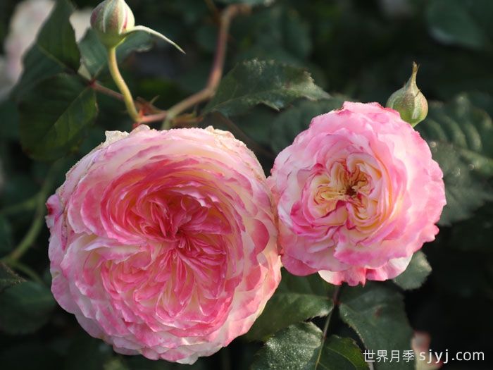 点唇月季(图4) 点唇月季(图4)