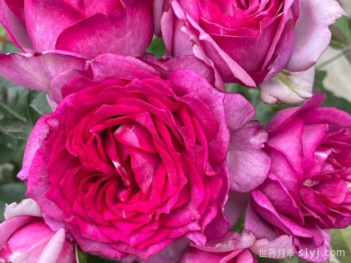 点红梅月季(图1) 点红梅月季(图1)