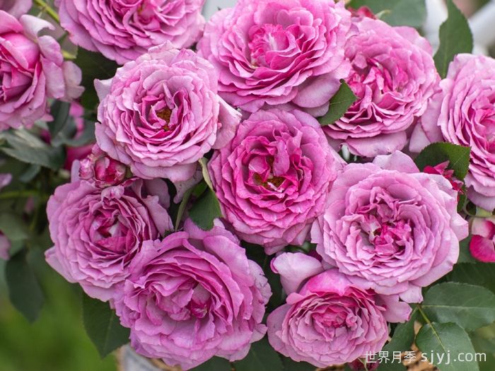 点红梅月季(图2) 点红梅月季(图2)