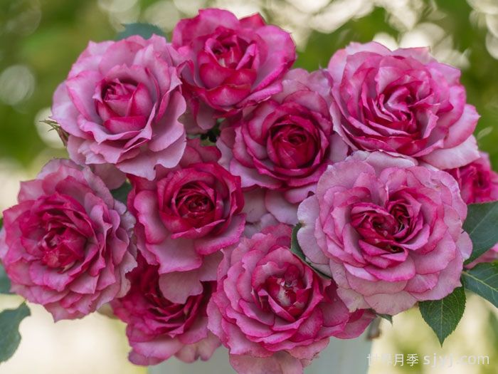 点红梅月季(图4) 点红梅月季(图4)