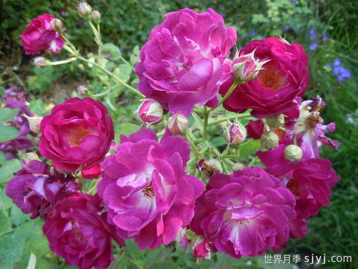 靛蓝骑士月季Indigo Knight(图2)