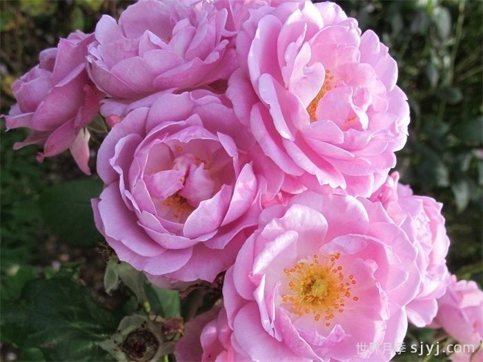 丁香花束月季/丁香日/丁香崛起Lilac Bouquet(图2) 丁香花束月季/丁香日/丁香崛起Lilac Bouquet(图2)