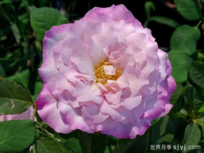 丁香美人月季/丁香佳人Lilac Beauty(图1) 丁香美人月季/丁香佳人Lilac Beauty(图1)