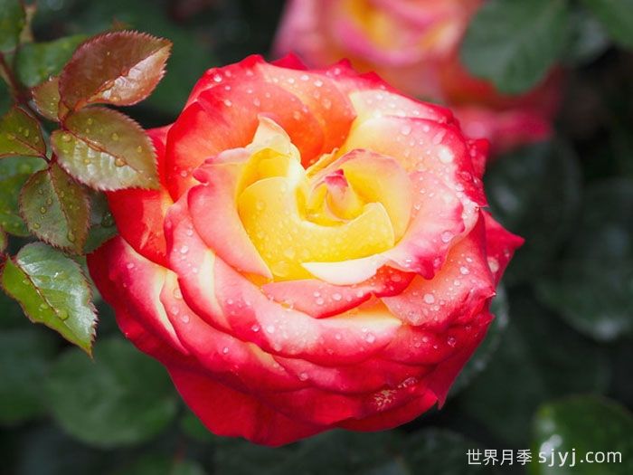 赌场月季/巴登巴登赌场Casino(图1)