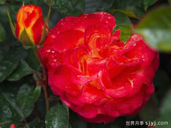 赌场月季/巴登巴登赌场Casino(图2)