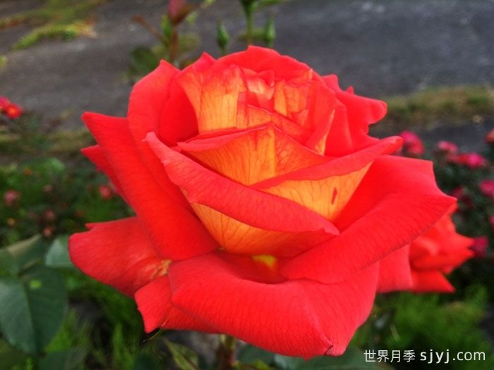 赌城月季/拉斯维加斯Las Vegas(图1)