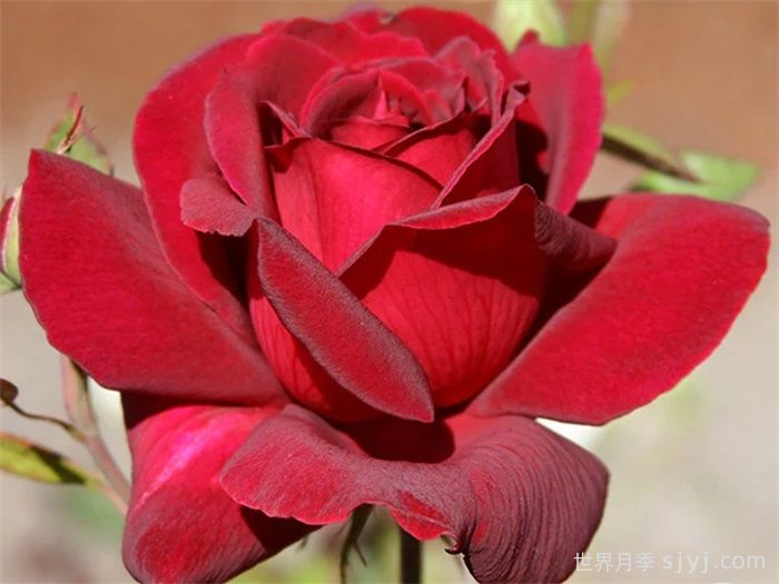 俄克拉荷马月季/奧克拉荷马Oklahoma(图1) 俄克拉荷马月季/奧克拉荷马Oklahoma(图1)