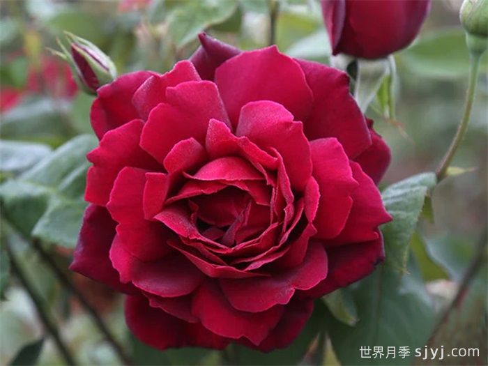 俄克拉荷马月季/奧克拉荷马Oklahoma(图2) 俄克拉荷马月季/奧克拉荷马Oklahoma(图2)