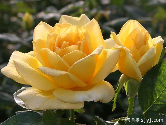 俄州黄金月季/黄金旷月季Oregold(图1)