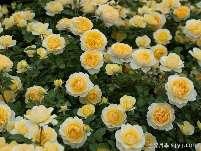 鹅黄月季(图2)