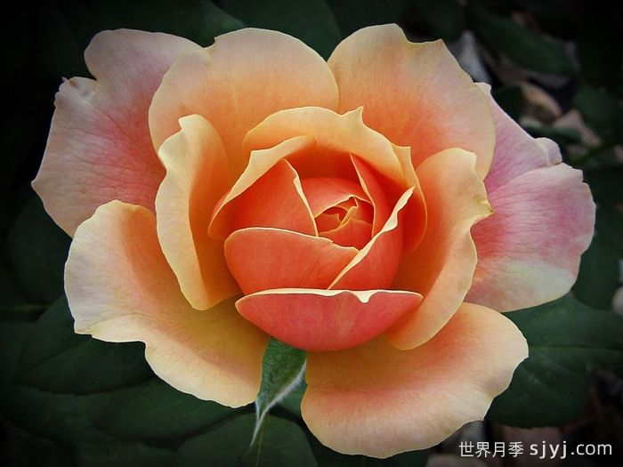 恩典月季/恩典之州State of Grace(图1)