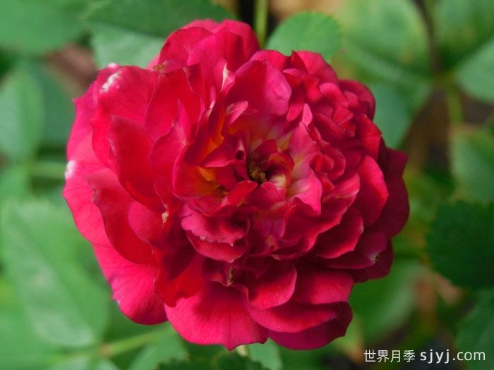 儿童希望月季/孩子的希望月季Childrens Hope(图1)