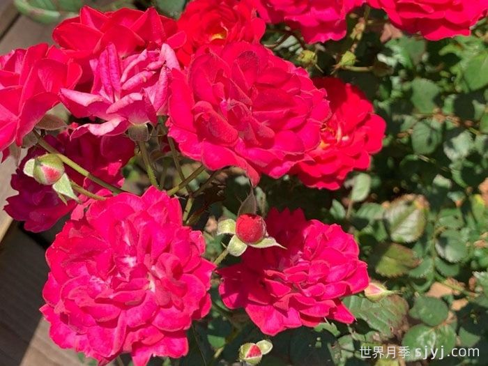 儿童希望月季/孩子的希望月季Childrens Hope(图2)