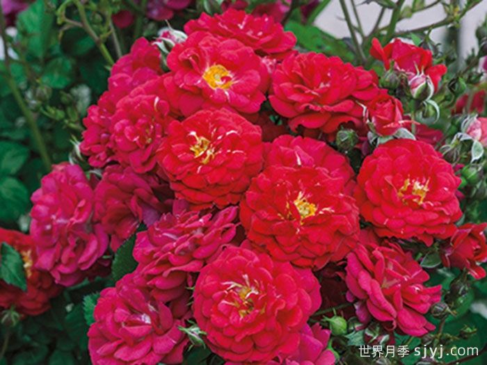 儿童希望月季/孩子的希望月季Childrens Hope(图3)