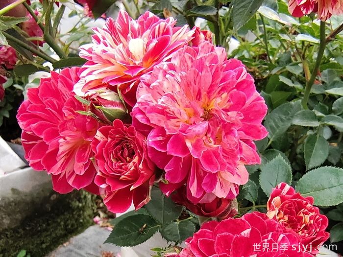 发夹月季Bigoudi(图1)