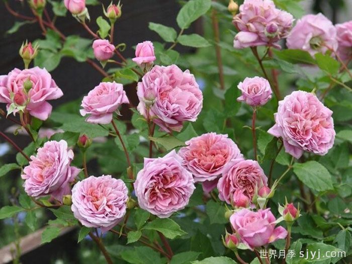 法国礼服月季/芳香礼服/法国连衣裙Robe a la francaise(图3)