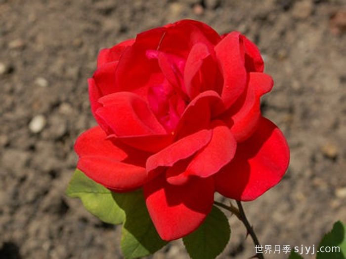 法国小姐月季/漂亮女孩Miss France(图1)