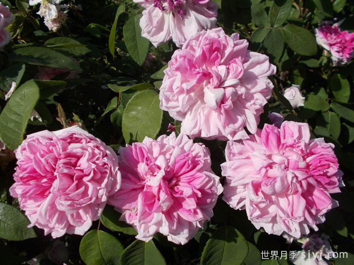 法国之子月季/法国孩子Enfant de France(图2)