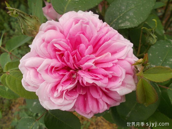 法国之子月季/法国孩子Enfant de France(图1)