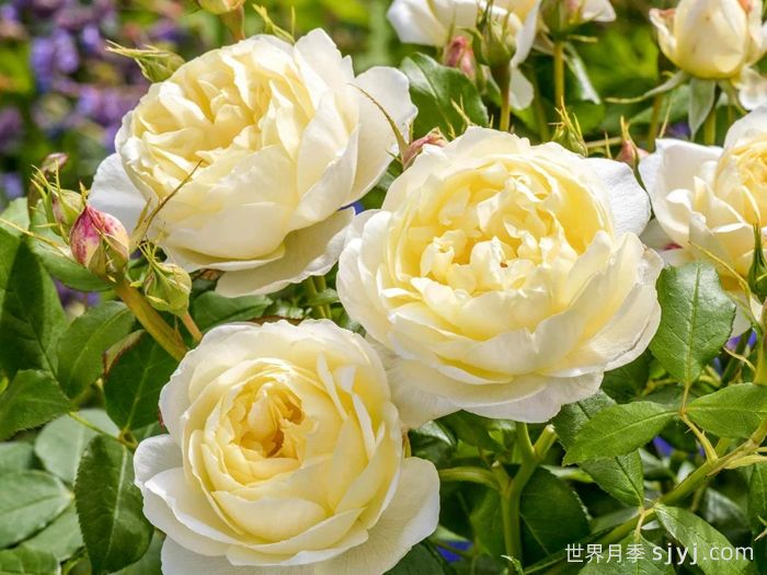 凡妮莎贝尔月季Vanessa Bell(图2) 凡妮莎贝尔月季Vanessa Bell(图2)