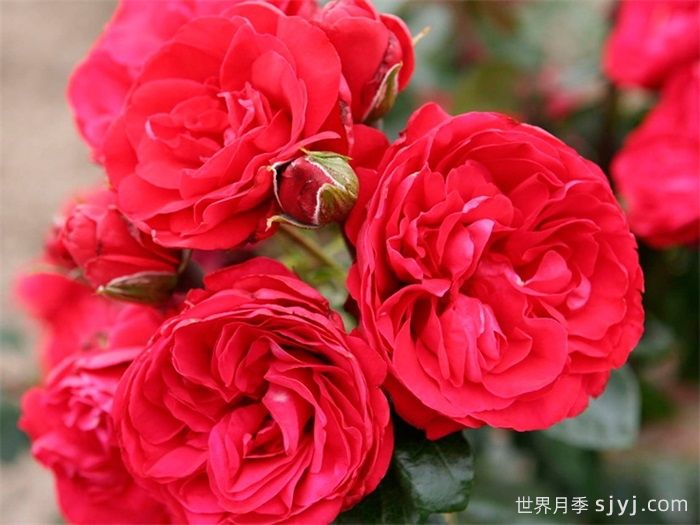 绯红天空月季Crimson Sky(图1)