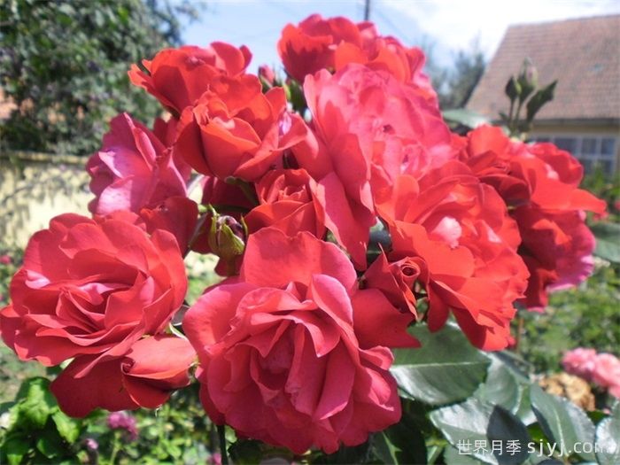 绯红天空月季Crimson Sky(图2)