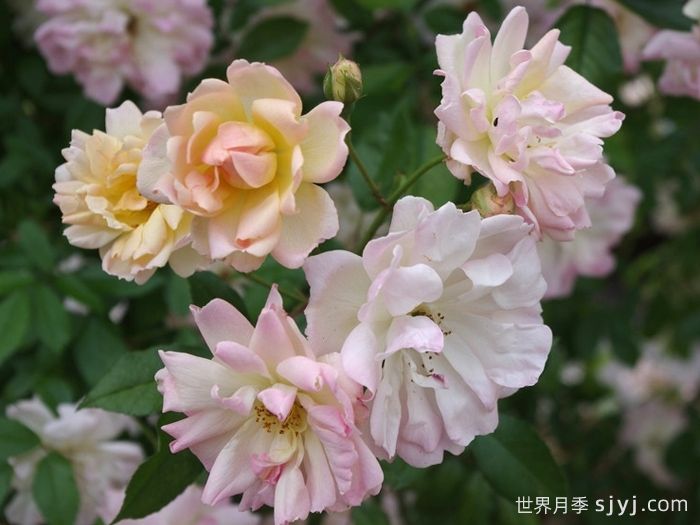 菲利斯彼得月季Phyllis Bide(图1)