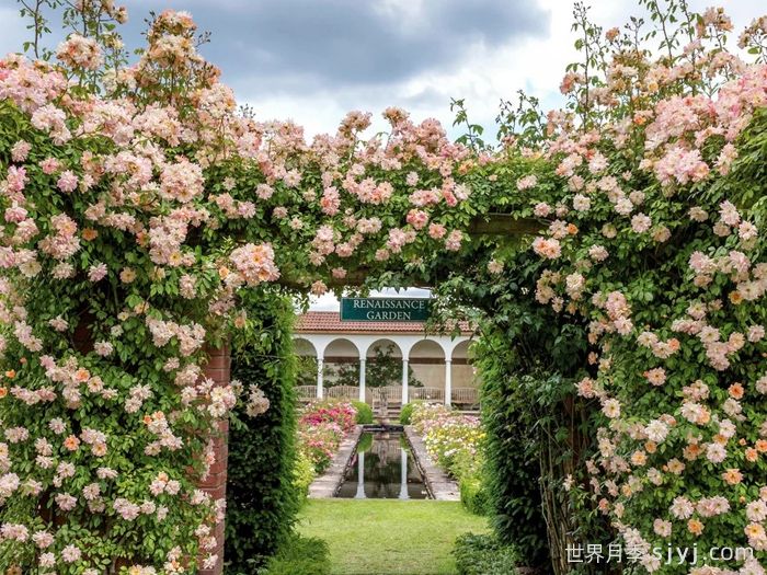 菲利斯彼得月季Phyllis Bide(图4)