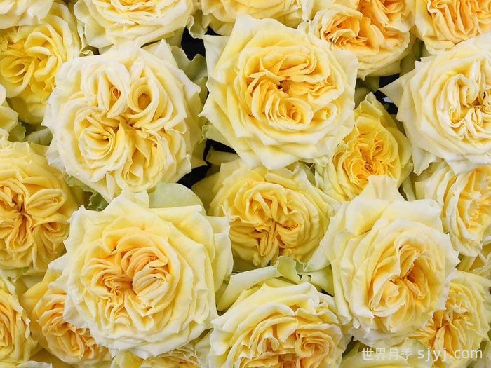 斐波那契蒙娜丽莎月季Fibonacci Gioconda(图1)