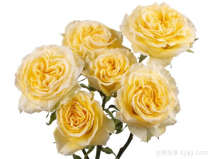 斐波那契蒙娜丽莎月季Fibonacci Gioconda(图2)