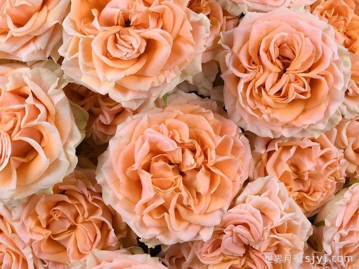 斐波那契奥里斯月季Fibonacci Aureus(图1)