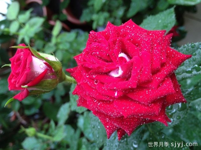 自由钟月季/费城自由之钟Liberty Bell(图1) 自由钟月季/费城自由之钟Liberty Bell(图1)