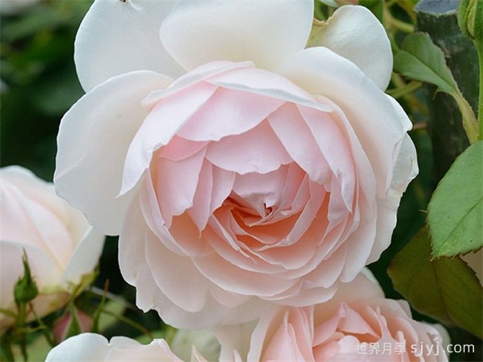 费加罗夫人月季Madame Figaro(图1)