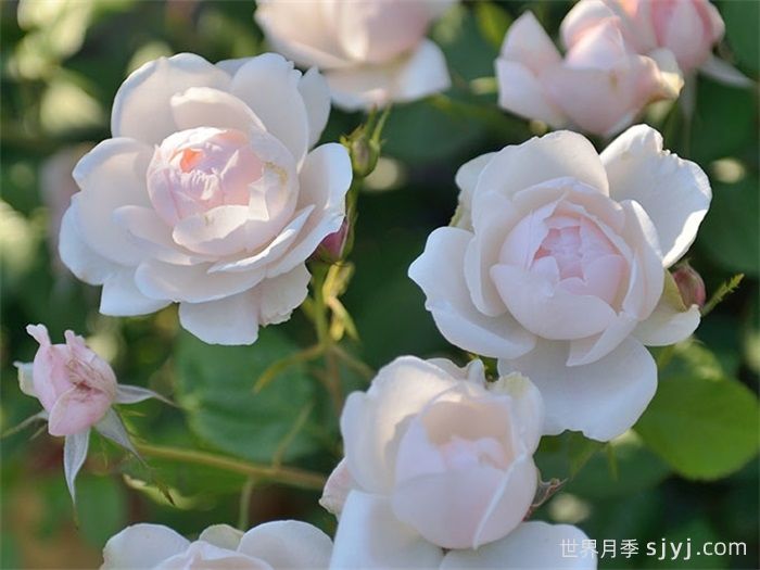 费加罗夫人月季Madame Figaro(图3)