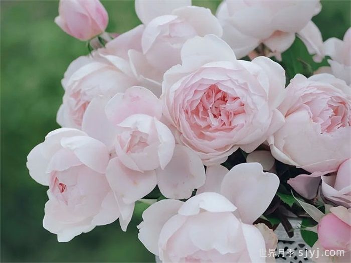 费加罗夫人月季Madame Figaro(图2)