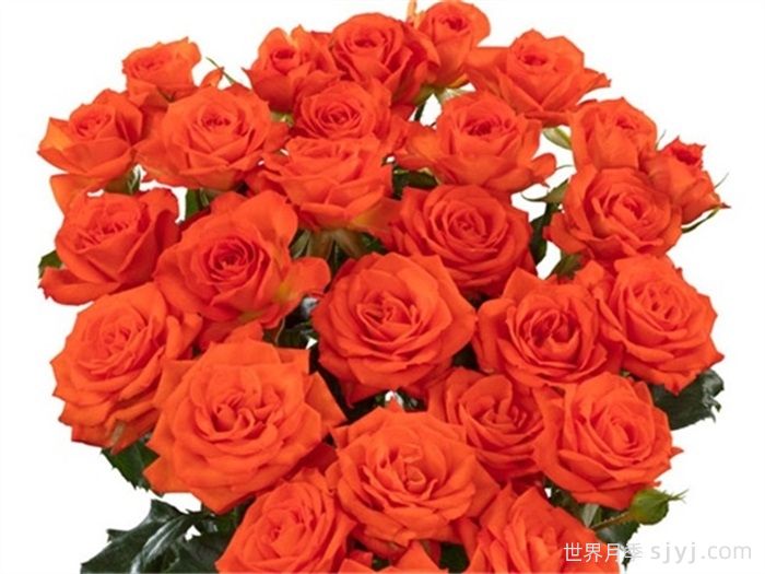 费里尼月季/费利尼Fellini(图1) 费里尼月季/费利尼Fellini(图1)