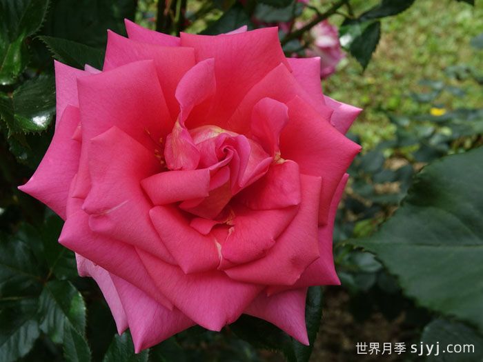 芬芳艾莉婕月季Fragrant Alizee(图1)