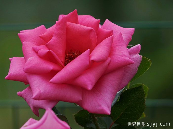 芬芳艾莉婕月季Fragrant Alizee(图2)