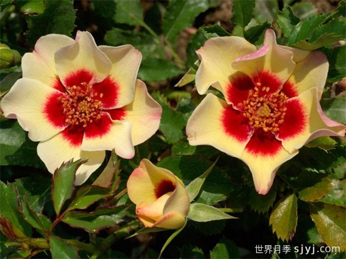 粉彩巴比伦眼睛月季/粉彩月季Pastel Babylon Eyes(图3)