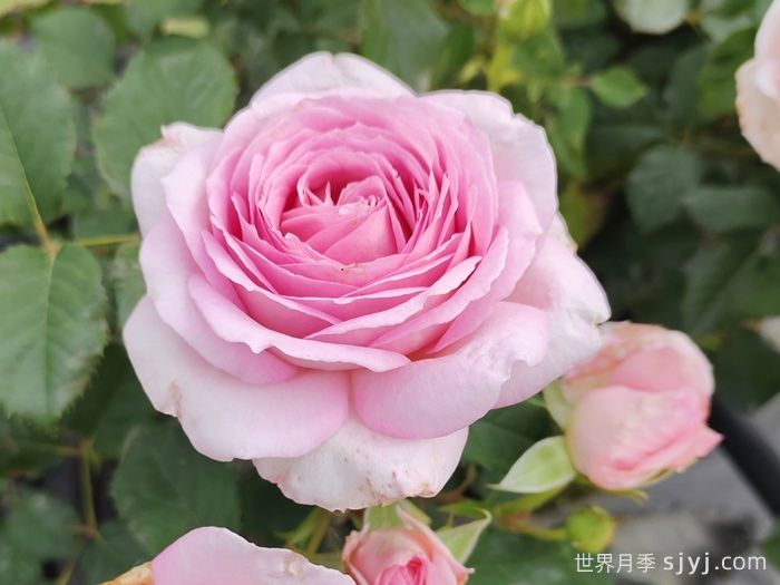 粉黛月季(图1) 粉黛月季(图1)