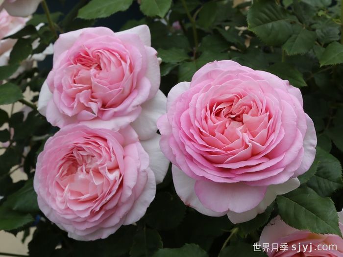 粉黛月季(图2) 粉黛月季(图2)