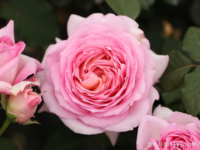 粉黛月季(图3) 粉黛月季(图3)