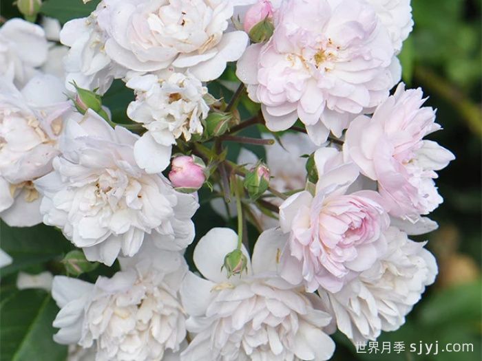 粉红努塞特月季/诺瓦塞特Blush Noisette(图1)