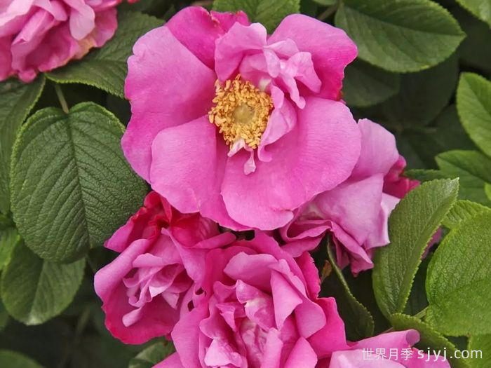 粉红跑者月季/粉红走鹃Pink Roadrunner(图1)