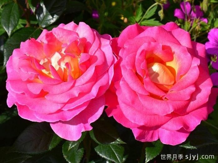 粉红天堂月季Pink Paradise(图3)