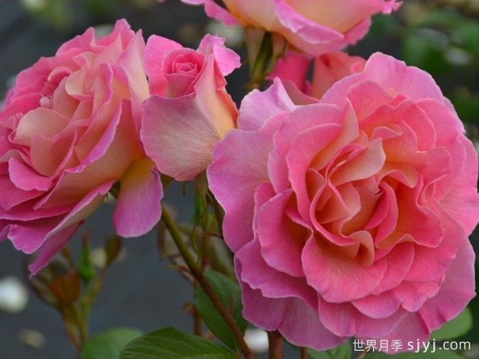 粉红天堂月季Pink Paradise(图5)