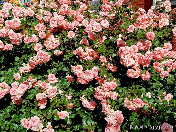 粉色回忆月季(图2) 粉色回忆月季(图2)
