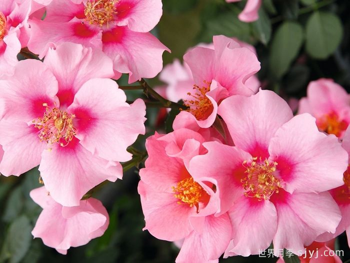 粉色见你月季/再见粉色See You in Pink(图2)